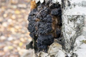 Chaga Pilz