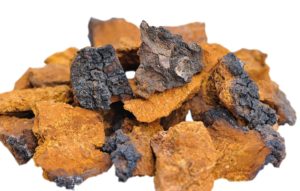 Chaga Pilz