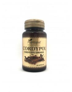 Cordyceps kaufen